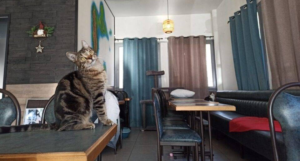 Bar à chat Au Bon'Eure des Chats à Évreux