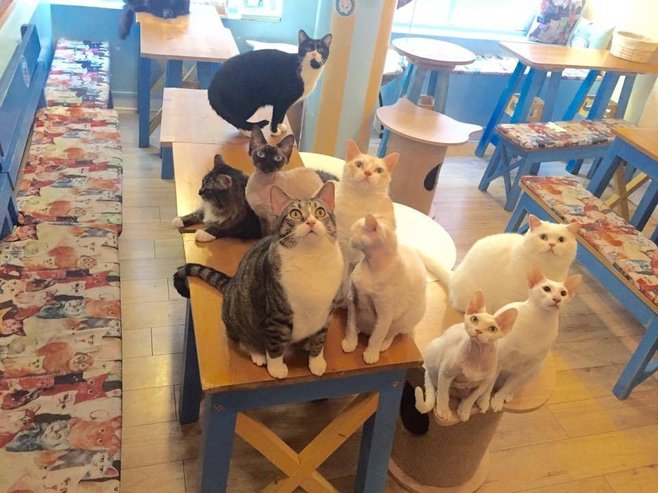 Bar à chat Chat Mallows Café à Paris
