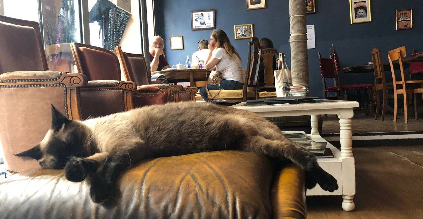 Bar à chat Le Café des chats à Paris