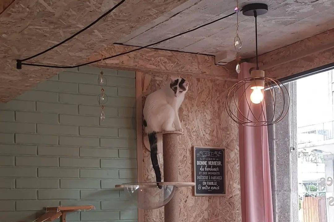Bar à chat Le Salon des P'tea chats à Le Havre