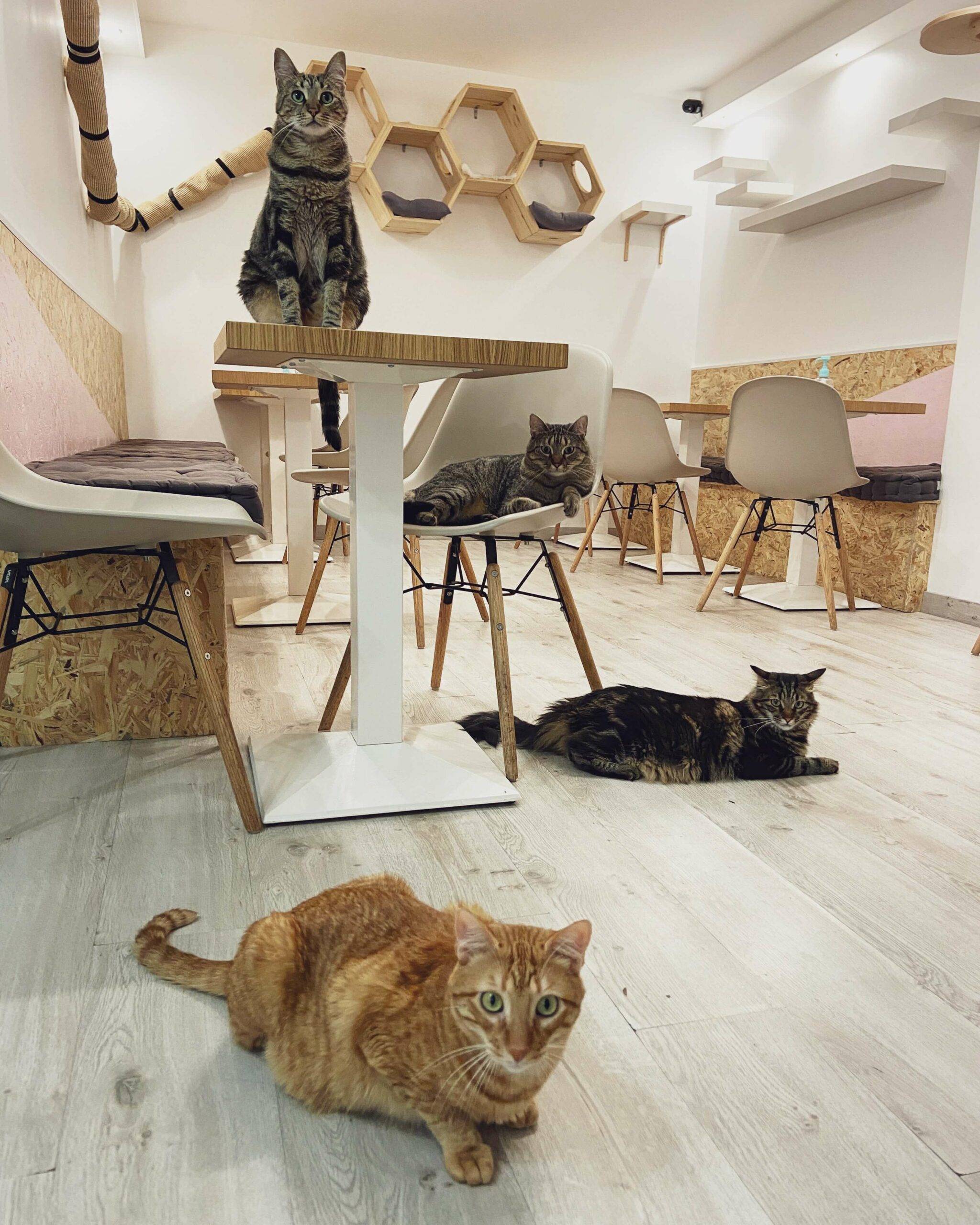 Bar à chat Meow Cats Café à Aix-en-Provence