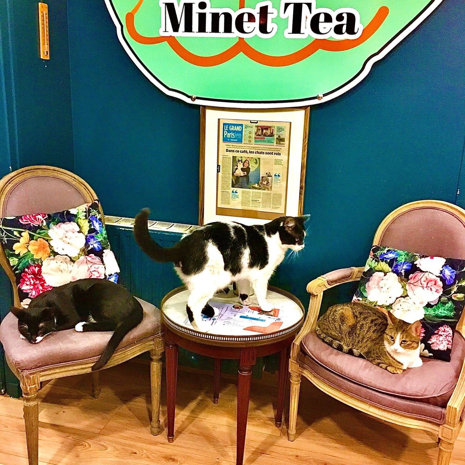 Bar à chat Minet Tea à Yerres