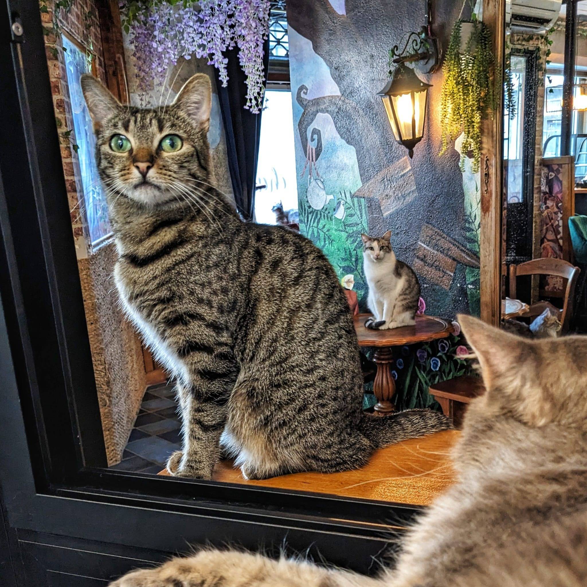 Bar à chat Once Upon a Cat à Limoges