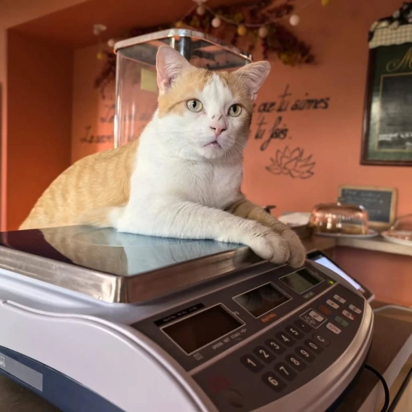 Bar à chat T'Chathé à Craponne
