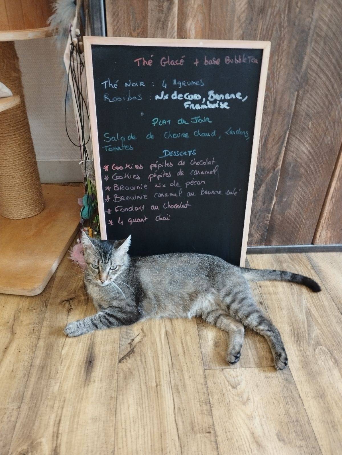 Bar à chat Ty Chat Mallow Café à Saint-Nazaire